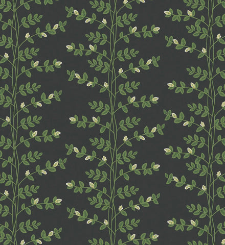 Climbing Vines Wallpaper - Black